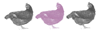 chicken