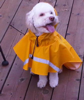 Jonas has waterproof gear in case a severe storm or flood should happen – useful to add to any pet (or human) emergency supply kit.