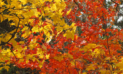 Maples show a variety of colors on the Superior National Forest. Photo: Steve Robertsen