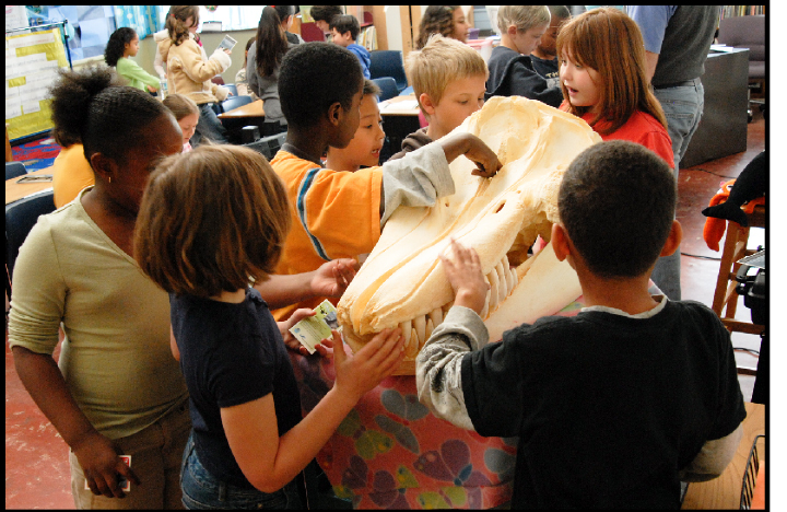 Students get hands-on experience with replica of killer whale skull