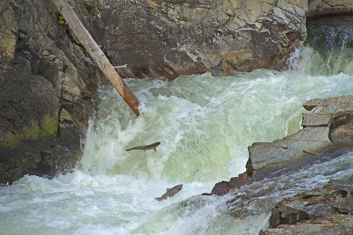 Migrating salmon at Dagger Falls on the Salmon River