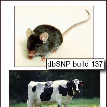Photo: dbSNP builds 137 for mouse (Mus musculus) and  for cow (Bos taurus) are now available on the NCBI FTP site (mouse: http://1.usa.gov/Rdre2O and cow: http://1.usa.gov/VvvXRs) and in Entrez SNP (http://1.usa.gov/TsYINa). The mouse variations are mapped to the Genome Reference Consortium (GRC), GRCm38, and the Celera mixed-strain assembly Mm_Celera. The cow variations are mapped to the Cattle Genome Sequencing International Consortium, Btau_4.6.1, and  the University of Maryland, Bos_taurus_UMD_3.1, assemblies. See the build announcement (http://1.usa.gov/N4x4NZ) for more details.