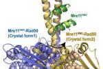 Two structures of the Mre11-Rad50 complex were solved independently and overlaid, further revealing a flexible hinge in Rad50 near the Mre11 binding site | Courtesy of Lawrence Berkeley National Laboratory