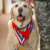 The American Human Association's Hero Dog of the year Gabe poses with his medals. Gabe was the most successful detection dog in Iraq in 2006-2007, receiving more than 40 awards including three Army Commendation Medals and an Army Achievement metal. (Photo courtesy of Sgt. 1st Class Charles Shuck)