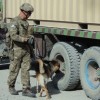 Staff Sgt. Shawn Martinez and Bono, a tactical explosive detection dog, inspect an Afghan truck for explosives near Forward Operating Base Sharana, Afghanistan. (U.S. Army photo by 2nd Lt. Jacob Giardini)