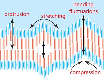 cell membranes illustration