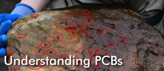 Understanding PCBs