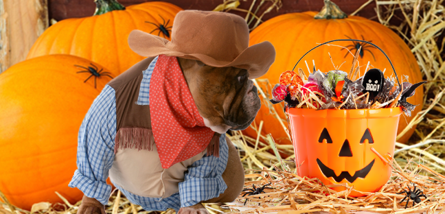 dog dressed as a cowboy looking at a container full of candy