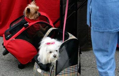 Photo: Traveling internationally with your pet? Check out our tips for preparing Fido or Fluffy for the trip. http://is.gd/kDBa0H