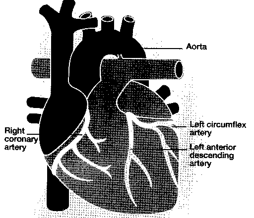 Outer view of heart showing the coronary arteries.