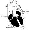 Figure 1. Blood Flow to Heart Chambers.