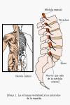 La columna vertebral y los músculos de la espalda.