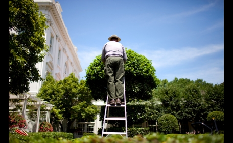 A National Park Service employee tends to a tree on a ladder in the Jacqueline Kennedy Garden outside the East Wing of the White House