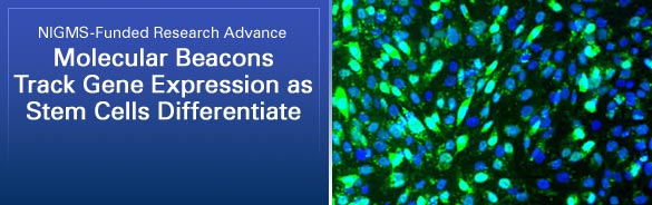 NIGMS-Funded Research Advance: Molecular Beacons Track Gene Expression as Stem Cells Differentiate