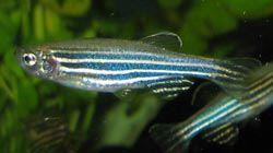 Photo: Inside Life Science: Researchers use fish to learn more about how we develop before birth and how our biological systems work. Read more at http://publications.nigms.nih.gov/insidelifescience/zebrafish-model-organism.html