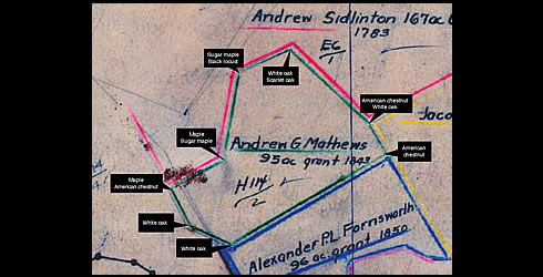 Surveyor map with witness trees