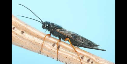 Female S. noctilio, a species of woodwasp / Photo by Henri Goulet