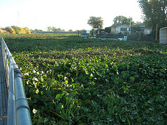 Water Hyacinth in the Delta