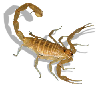 FDA Approves First Scorpion Sting Antidote - (JPG)