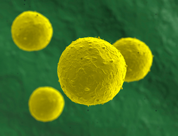 FDA Warns Patients: Beware of Stem Cell Schemes - (JPG)