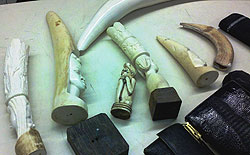 CBP officers at LAX seized seven ivory tusks, one hippopotamus tusk and seven purses made of ostrich, stingray, crocodile and elephant skins in several suitcases from a U.S. citizen arriving from Europe. 