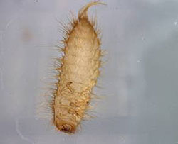 Agriculture specialists discovered this Khapra beetle in a burlap bag of rice arriving with a passenger from India. The insect larva was discovered at the bottom of the bag and the specimen was sent to the U.S. Department of Agriculture for positive identification. 