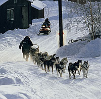 Alaskan huskies pulling a sled.