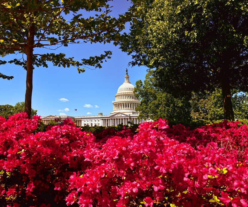 U.S. Capitol with lush flowers