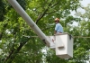 AOC tree surgeon cares for trees on Capitol Grounds