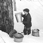 ‘Gathering sap from sugar trees for making maple syrup’