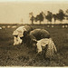 Tenjeta Calone, Philadelphia, 10 years old. Been picking cranberries 4 years. White's Bog, Browns Mills, N.J.  ... (LOC)