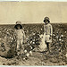 Jewel and Harold Walker, 6 and 5 years old, pick 20 to 25 pounds of cotton a day ... Location: Comanche County ... Oklahoma (LOC)
