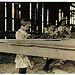 Interior of tobacco shed, Hawthorn Farm. Girls in foreground are 8, 9, and 10 years old. The 10 yr. old makes 50 cents a day. 12 workers on this farm are 8 to 14 years old, and about 15 are over 15 yrs. Location: Hazardville, Connecticut. (LOC)