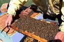 Penn State Extension launches new online beekeeping course