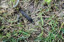 Watch for armyworm in corn, wheat and grass