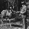 Thumbnail image of William Hornaday, a leading naturalist and longtime
crusader for wildlife conservation,