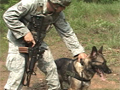 Active Duty Dogs