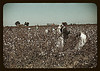 Day laborers picking cotton near Clarksdale, Miss. (LOC) by The Library of Congress