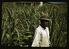 FSA borrower? in a sugar-cane field, Puerto Rico (LOC) by The Library of Congress