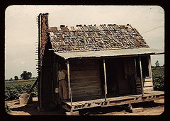 An old tenant house with a mud chimney and cotton growing up to its door, which is occupied by Mulattoes, Melrose, La. (LOC)
