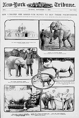 New Yorkers are asked for money to buy these pachyderms  (LOC)