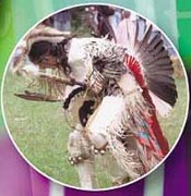 Native American dancer, detail from poster.Photo courtesy South Bend Tribune.