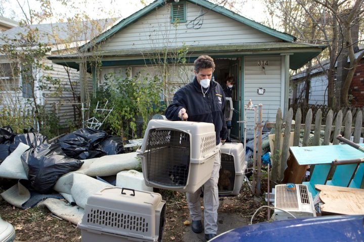 Photo: Cats being removed from an abandoned house in Union Beach.