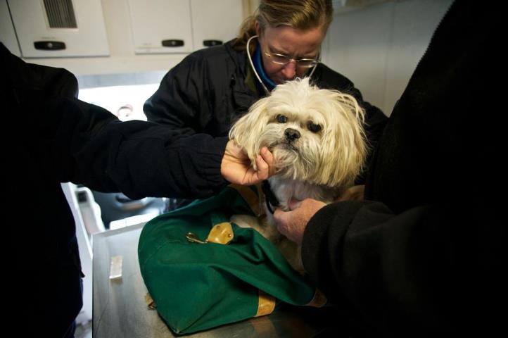 Photo: Nov. 16 - A National Veterinary Response Team from the Department of Health and Human Services  was giving medical help to survivor pets in front of the St. Francis De Sales School located in Rockaway, NY. They provided free medical services and food to help survivor pets during Hurricane Sandy recovery. (Photo byEliud Echevarria / FEMA)