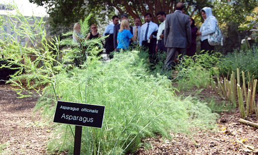 USDA's People's Garden outreach coordinator gives a tour of the garden to visiting Afghan Borlaug Fellows during their visit to USDA on Sept. 5, 2012.
