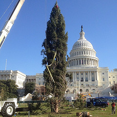 Capitol Christmas Tree now in place. AOC crews now prepare tree for lighting Dec 4, 5 pm.