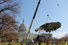 Placing the 2012 Capitol Christmas Tree on the West Front Lawn