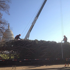 AOC arborists prepare to lift 65 ft Capitol Christmas tree.