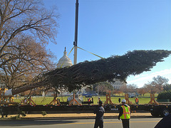 Capitol Christmas Tree on the move.