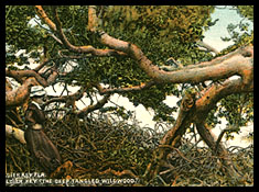 Illustration of tree branches